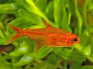 TETRA EMBER (foguinho) - Hyphessobrycon amandae
