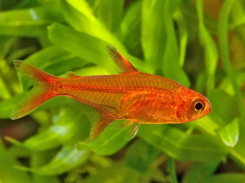 hyphessobrycon-amandae-tetra-ambar-1.webp