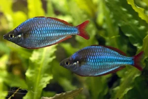 Melanotaenia praecox - Peixe Arco Iris Anão 3cm