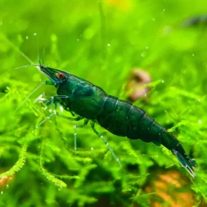 Neocaridina davidi Green""