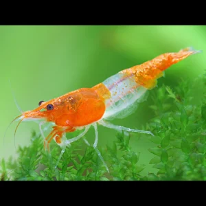 shrimp orange rili - neocaridina denticulata