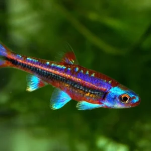Notropsis - chrosomus