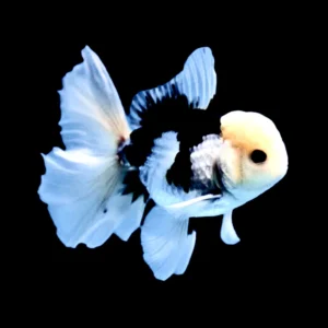 oranda sortida 5.5_x0080_