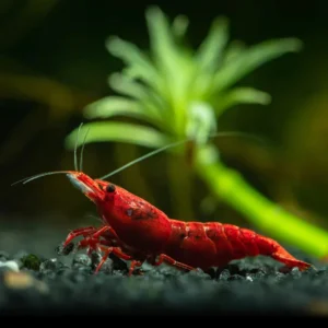 Neocaridina davidi - Painted Red Fire