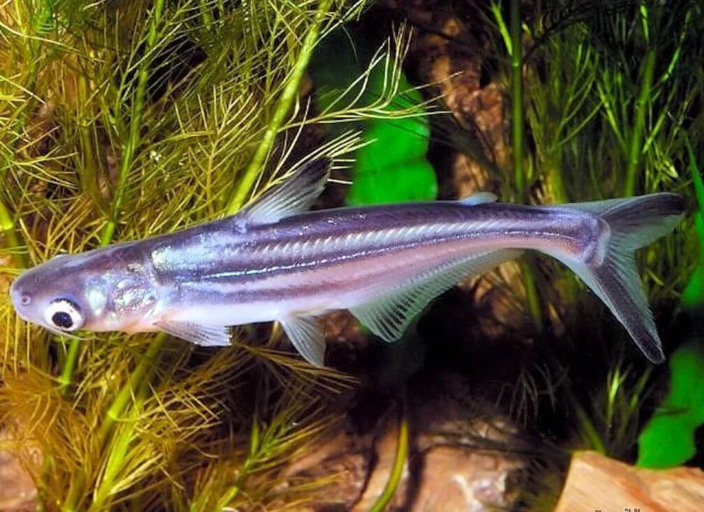 pangasius-sutchi-5-6-cm-1.webp