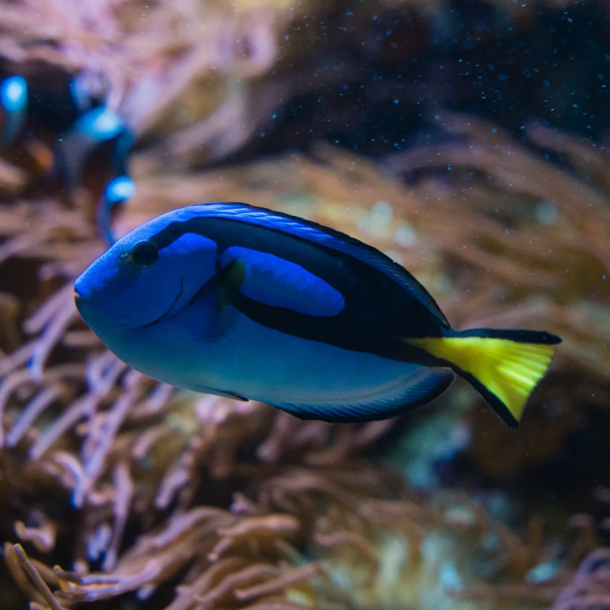 paracanthurus hepatus