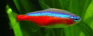 PEIXE GLOBO TETRAODON FAHAKA