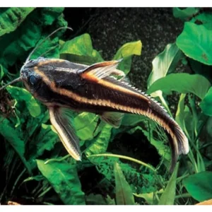 platydora costatus