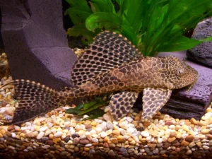 plecostomos gibbiceps leopardo 4 cm