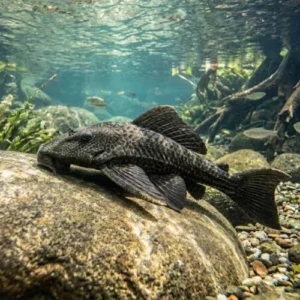 plecostomus preto