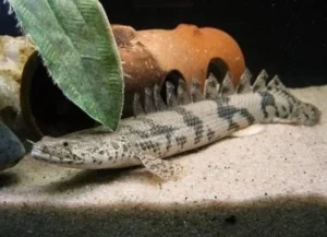 POLYPTERUS ENDLICHERI