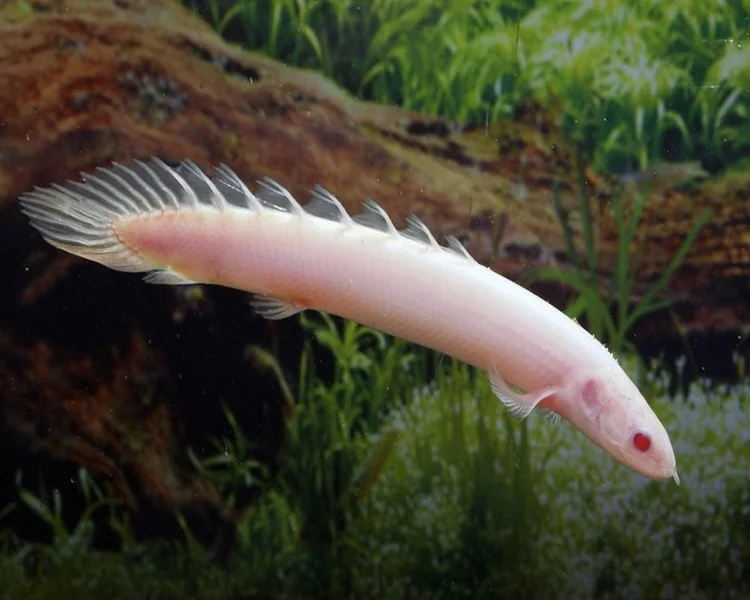 polypterus-senegalus-albino-6-7cm-1.webp