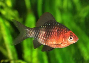 BARBO NIGROFASCIATUS X