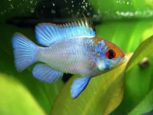 RAMIREZI ELECTRIC BLUE