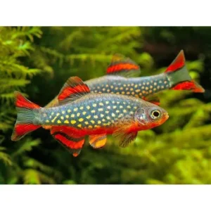 rasbora Galaxy