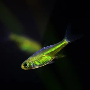 rasbora urophthalmoides