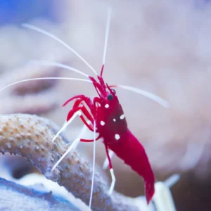 FIRE SHRIMP (LYSMATA DEBELIUS)