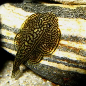 PLECOSTOMOS BORBOLETA (SWELLIA LINEOLATA)