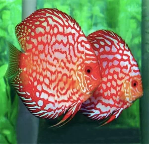 Symphysodon aequifasciatus - discus hong kong