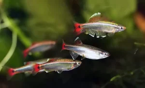 Tanichthys  - Falso Neon