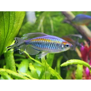 tetra do congo
