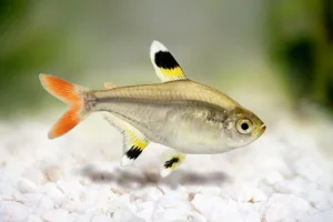 TETRA PRISTELA
