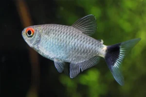 Tetra santa filomena