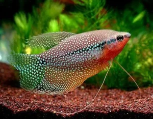 trichogaster lerri