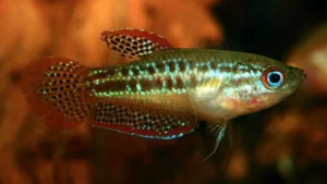 Trichopsis  pumilus - GOURAMI PIGMEU
