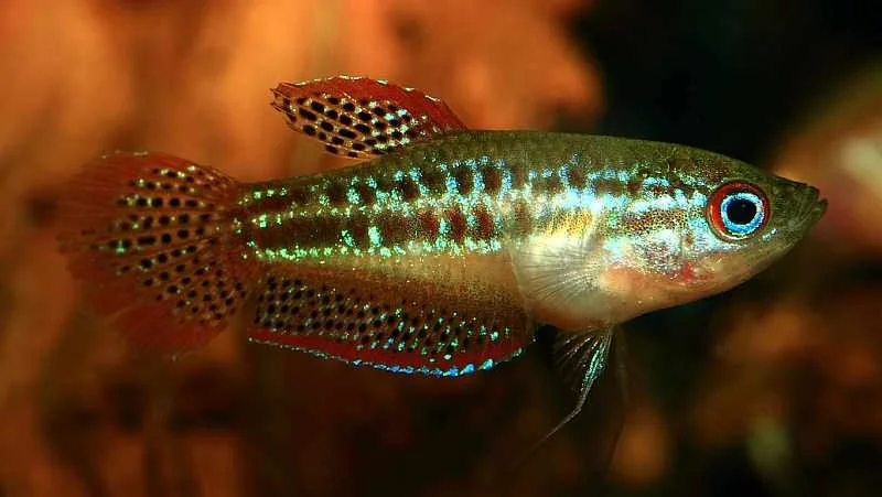 trichopsis-pumillus-1.webp