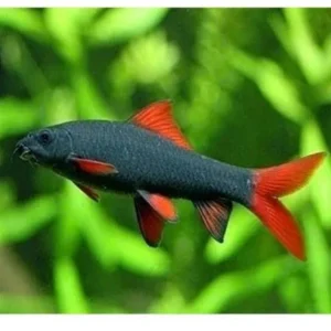 tubarao  bicolor 5cm - LABEO BICOLOR