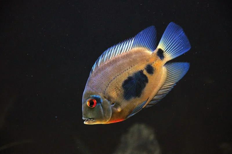 uaru-amphicanthoides-5-7cm-1.webp
